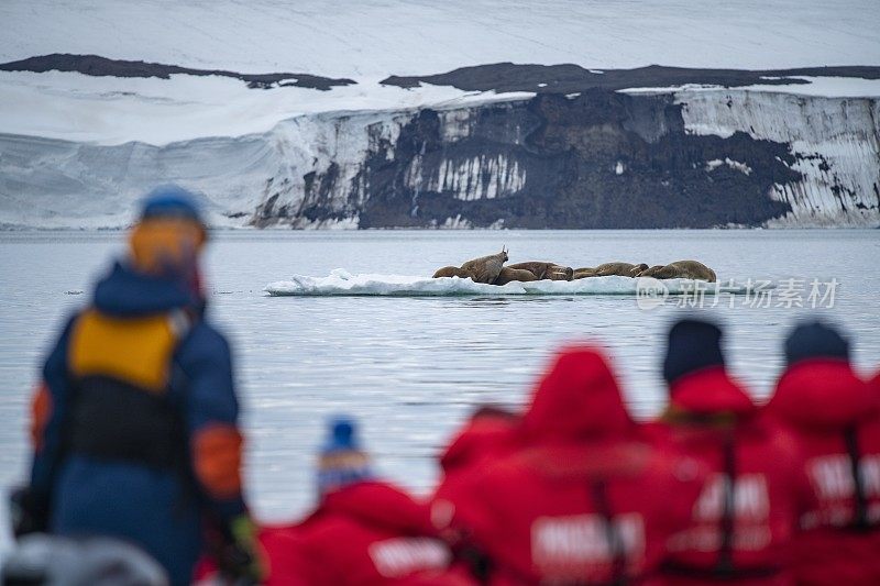 在一艘Zodiac摩托艇上，探险游轮MV Sea Spirit (Poseidon Expeditions)的乘客在一块浮冰上观察一群海象(Odobenus rosmarus)